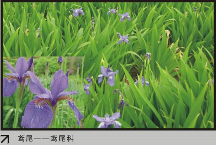 鳶尾.jpg