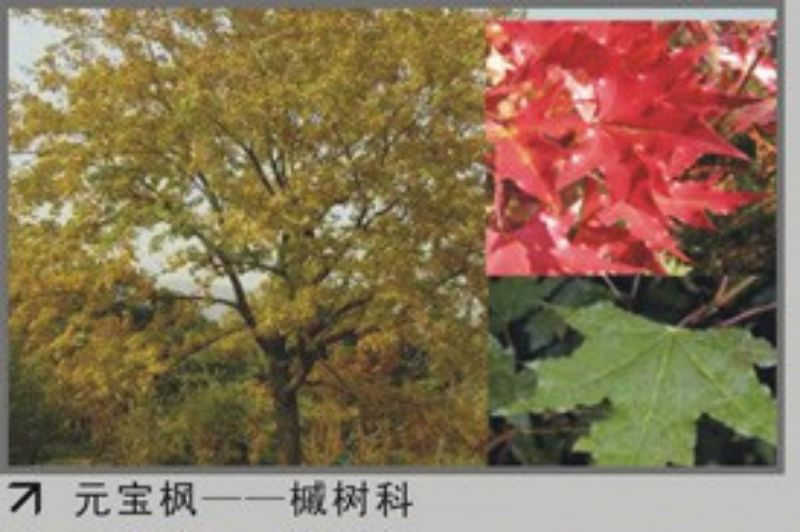 元寶楓.jpg